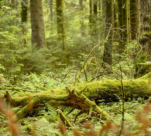 Aire Protégée Parc Naturel Du Jorat